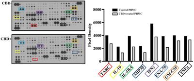 Cannabidiol exerts multitarget immunomodulatory effects on PBMCs from individuals with psoriasis vulgaris